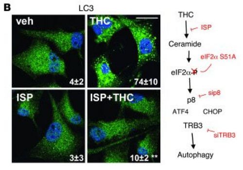 download dissociative recombination