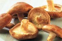 fake mushrooms